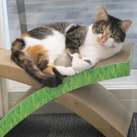 Enlarge Penny, a Adoptable mixed breed in San Carlos, CA image 3/6