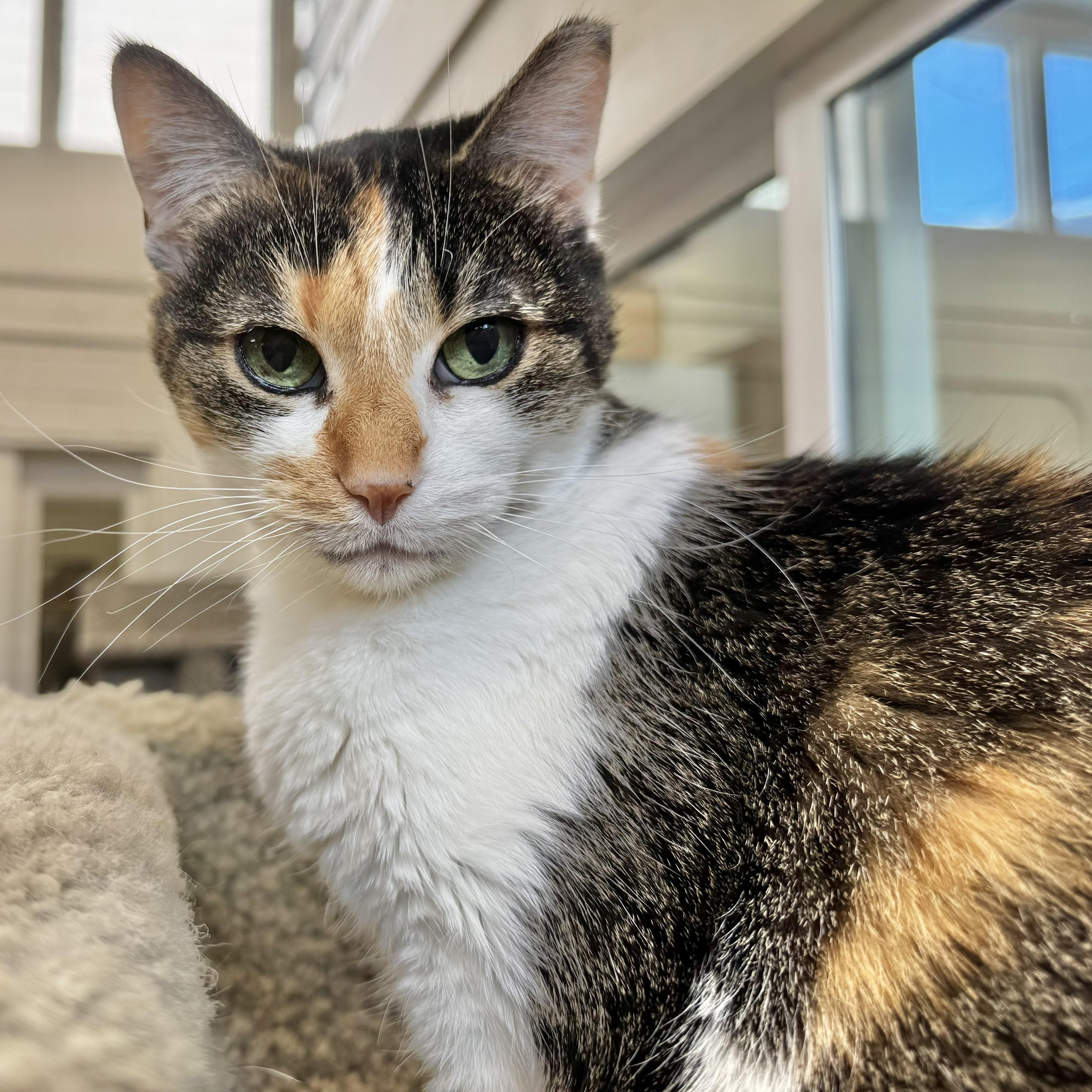 Penny, Adoptable, Senior Female Calico.