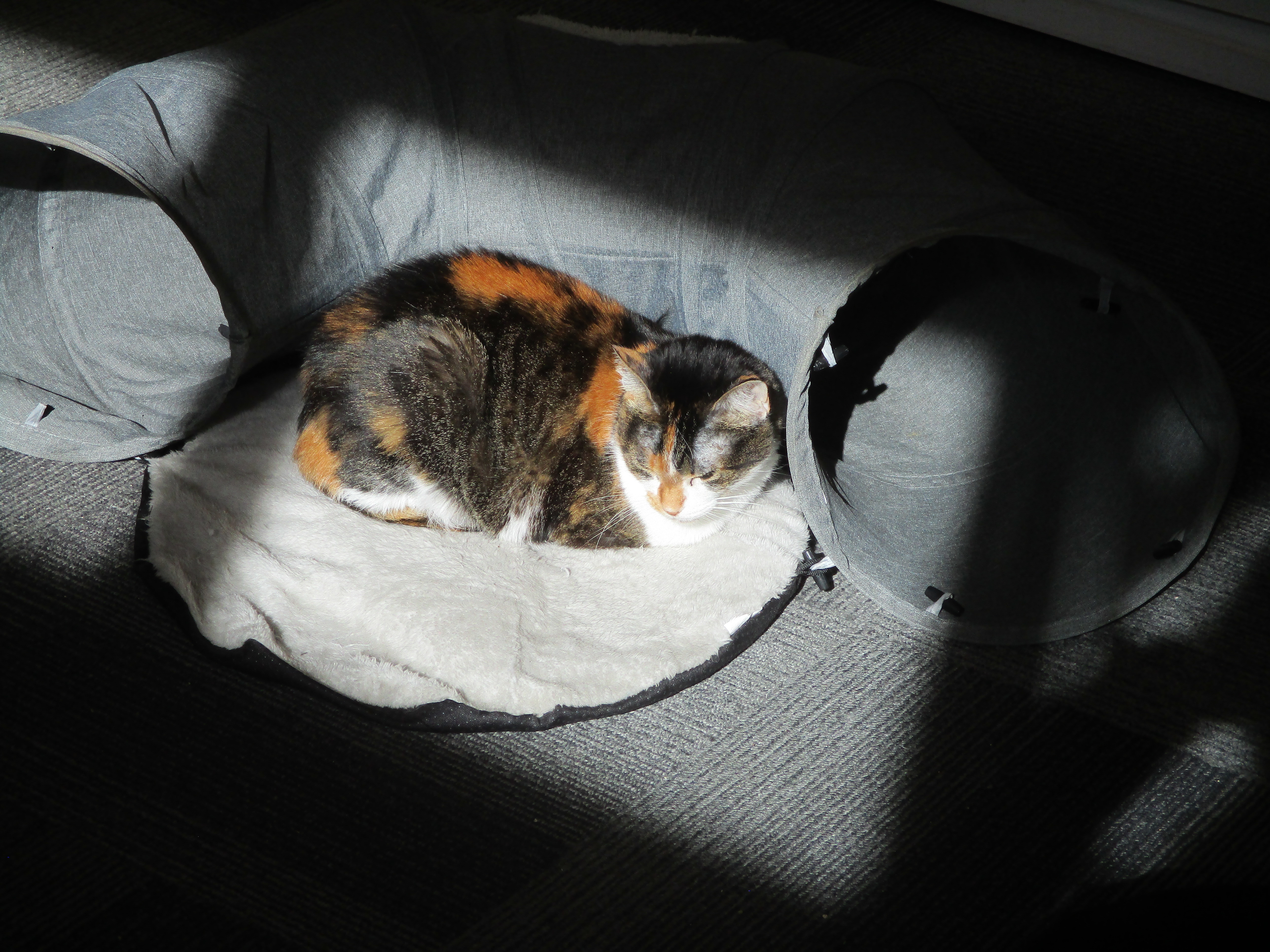 Penny, a Adoptable mixed breed in San Carlos, CA image 5/6