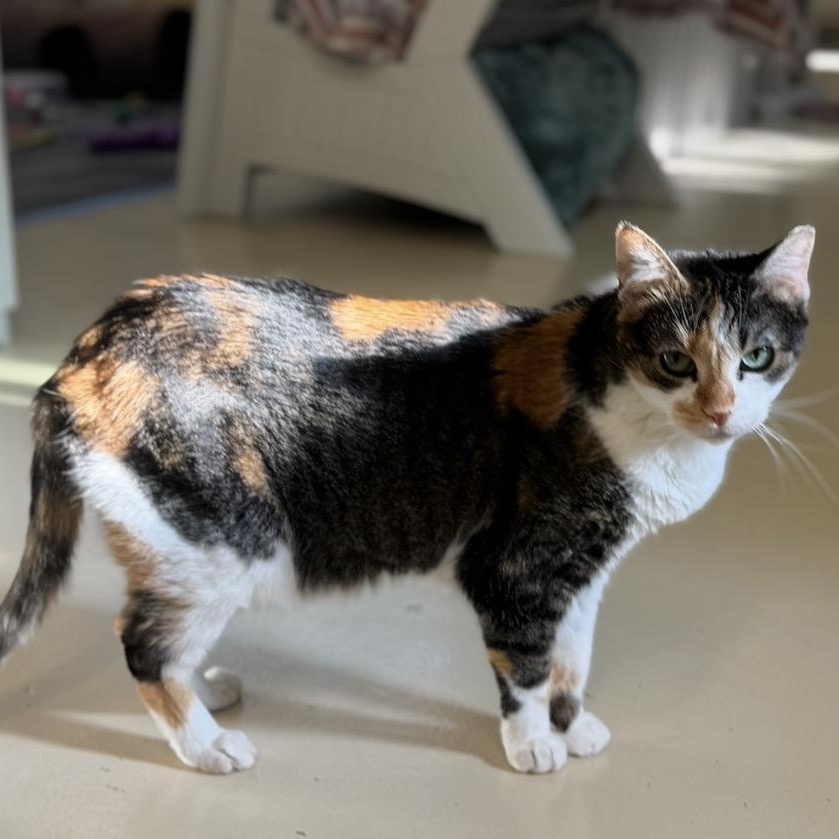 Penny — thumbnail 6