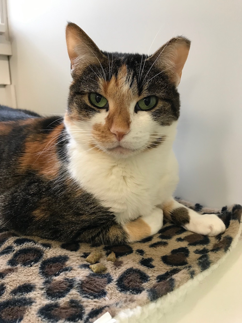 Penny, a Adoptable mixed breed in San Carlos, CA image 6/6