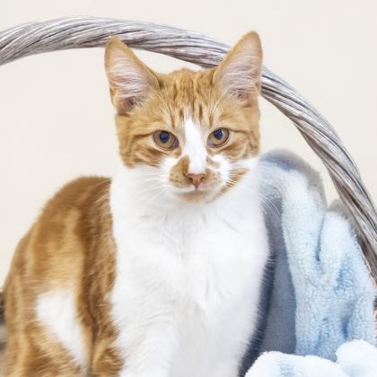 Enlarge Timothy, a Adoptable Domestic Short Hair in Camano Island, WA image 1/1