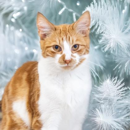 Timothy, a Adoptable Domestic Short Hair in Camano Island, WA image 2/2