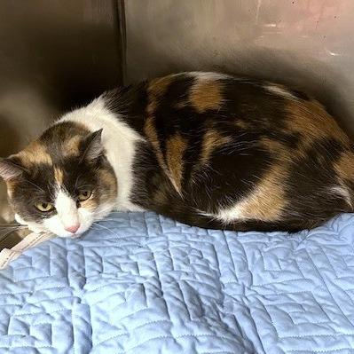 Candy, Adoptable, Adult Female Domestic Short Hair.