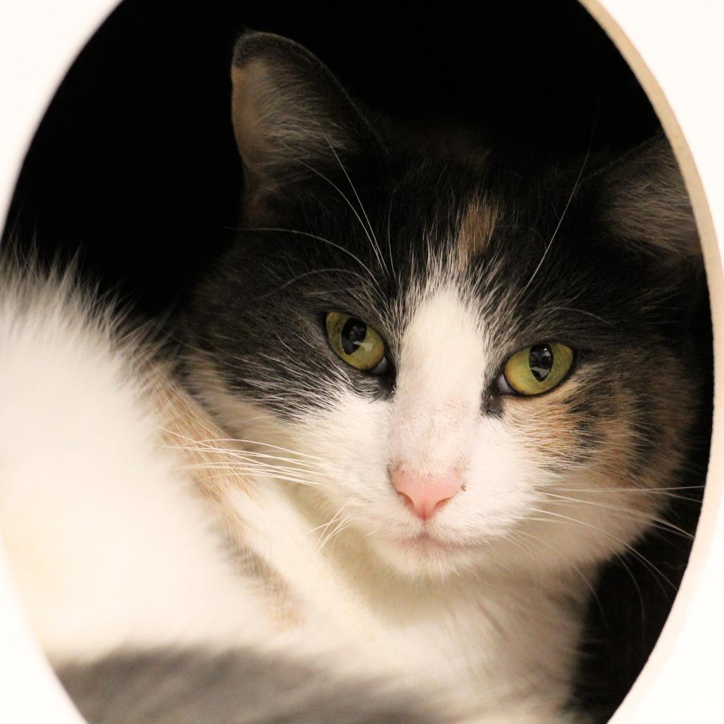 Enlarge Candy, a Adoptable Domestic Short Hair in Waldorf, MD image 2/6
