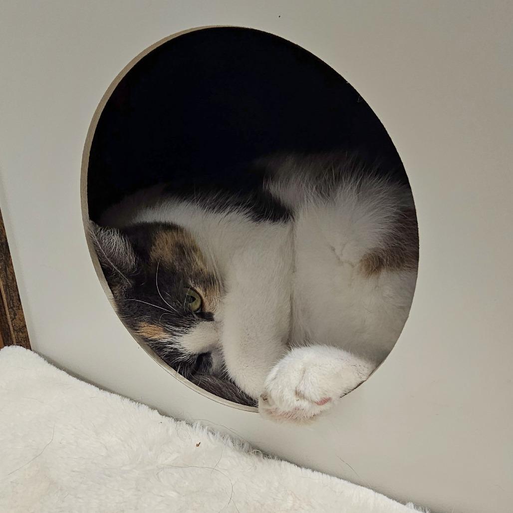 Enlarge Candy, a Adoptable Domestic Short Hair in Waldorf, MD image 3/6