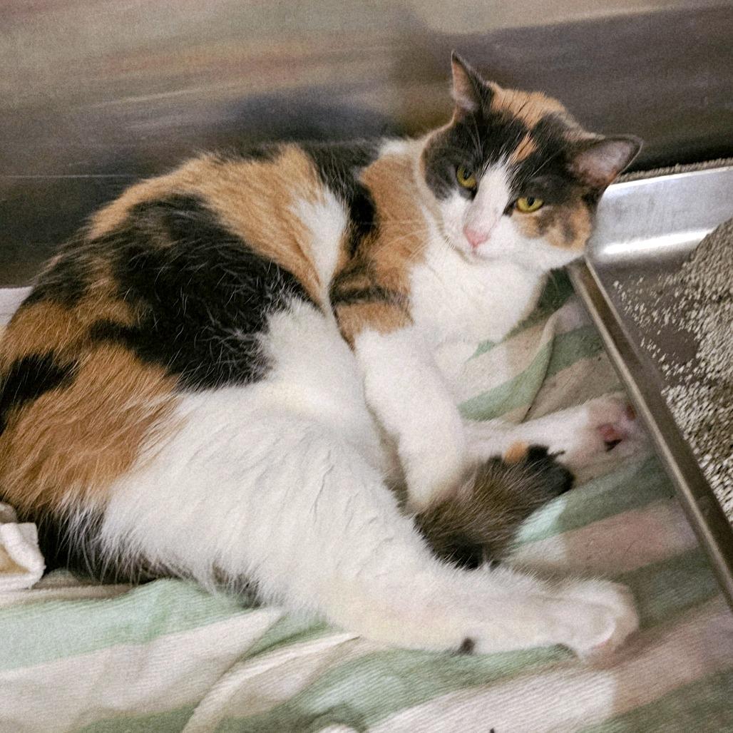 Enlarge Candy, a Adoptable Domestic Short Hair in Waldorf, MD image 4/6