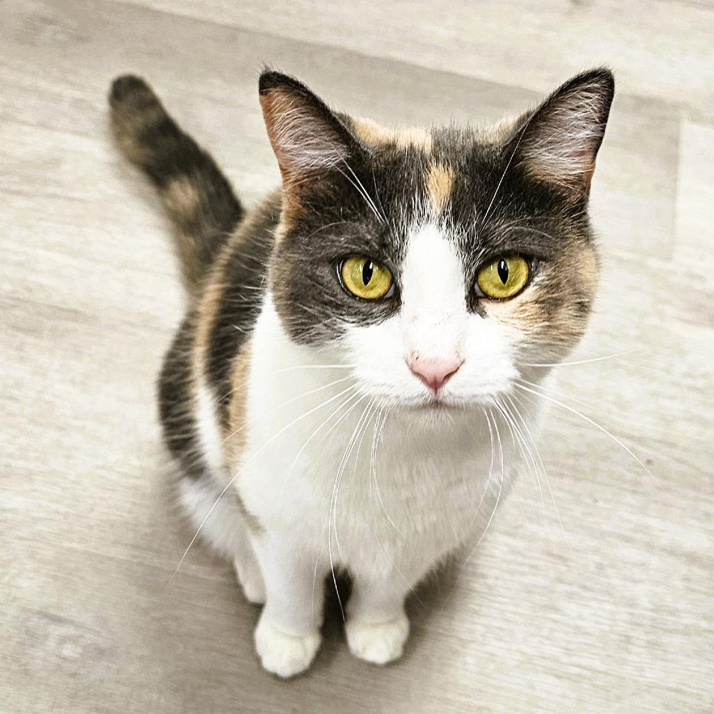 Enlarge Candy, a Adoptable Domestic Short Hair in Waldorf, MD image 5/6