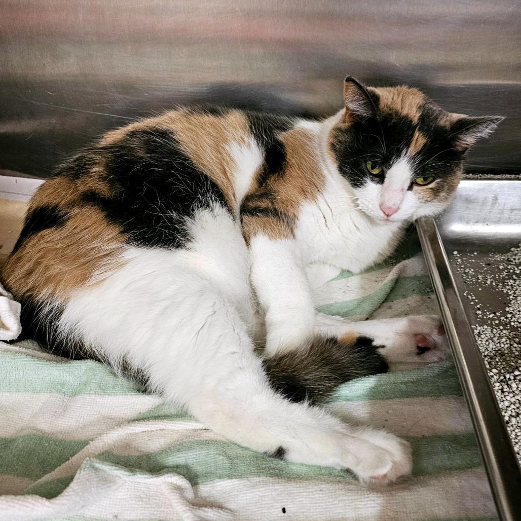 Enlarge Candy, a Adoptable Domestic Short Hair in Waldorf, MD image 6/6