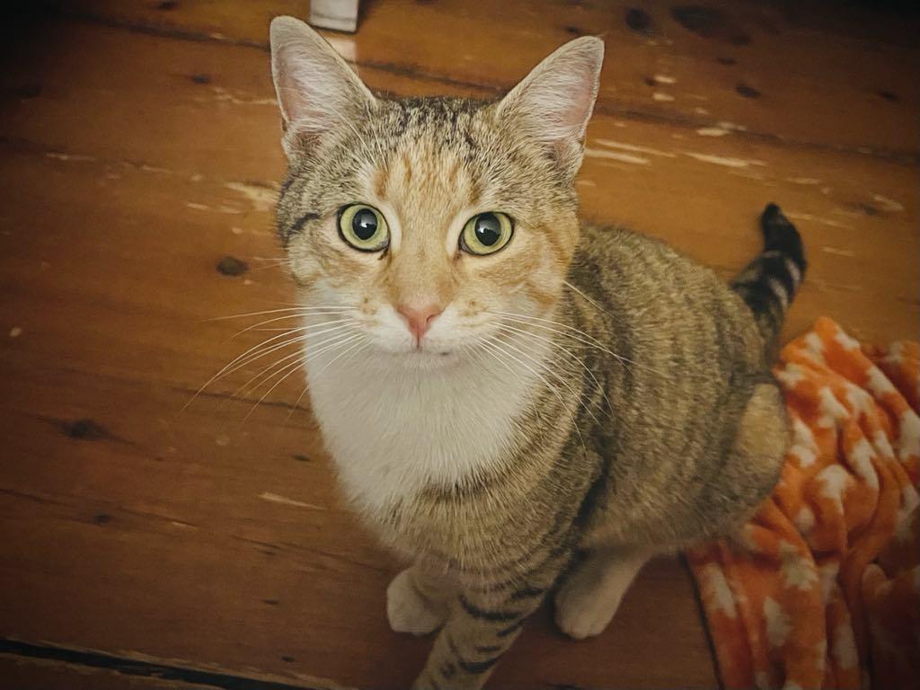 Courtesy post-Mille, an adoptable Domestic Short Hair in Salem, NY_image-1