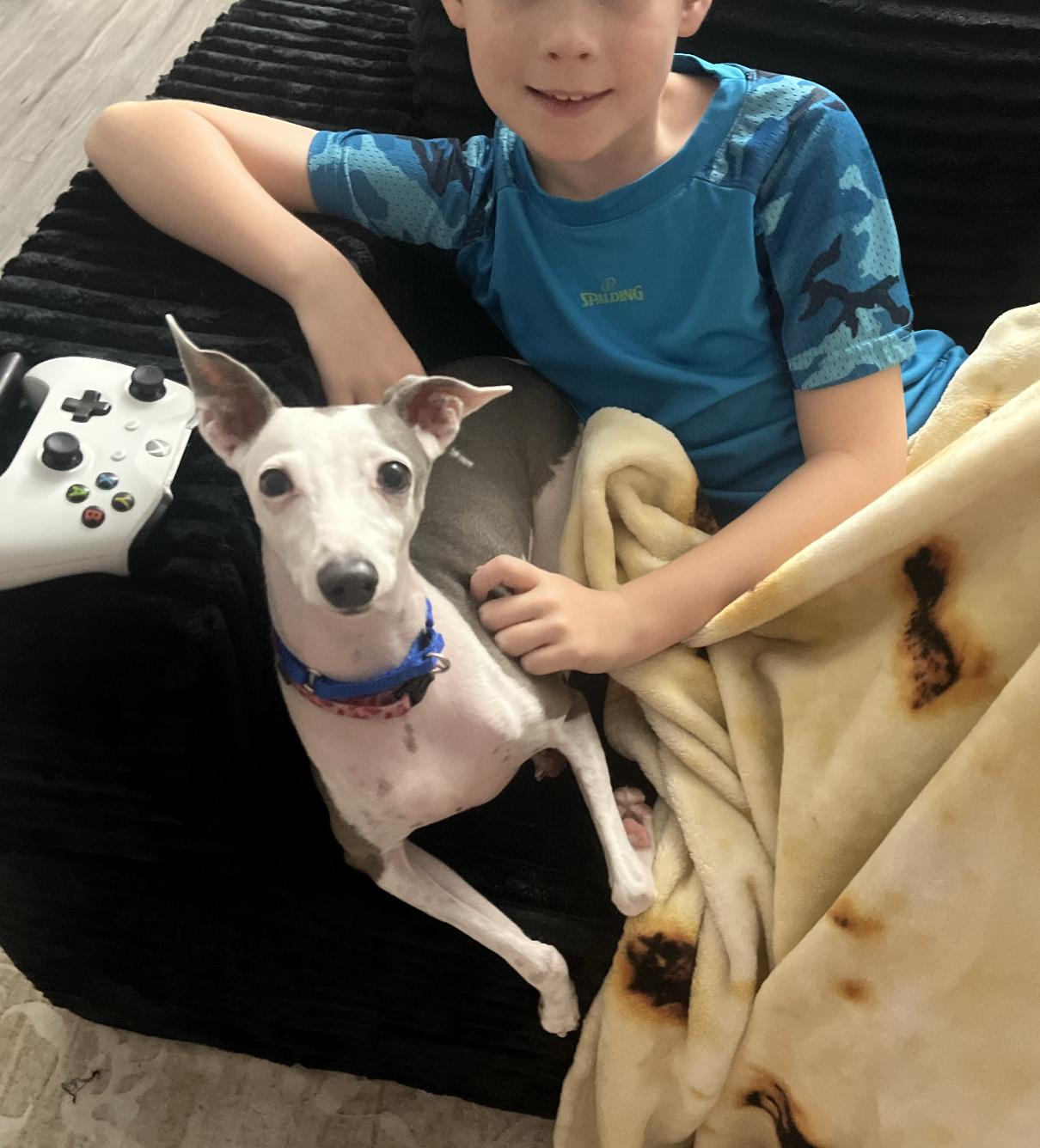 Enlarge Nettie - Katy TX, a Adoptable Italian Greyhound in Bellaire, TX image 4/6