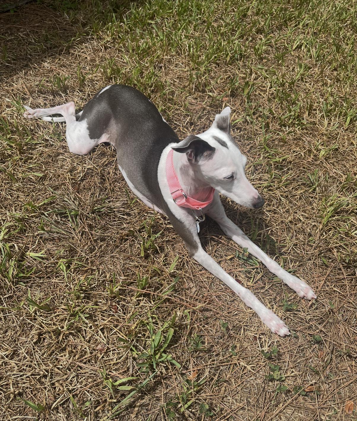 Enlarge Nettie - Katy TX, a Adoptable Italian Greyhound in Bellaire, TX image 6/6
