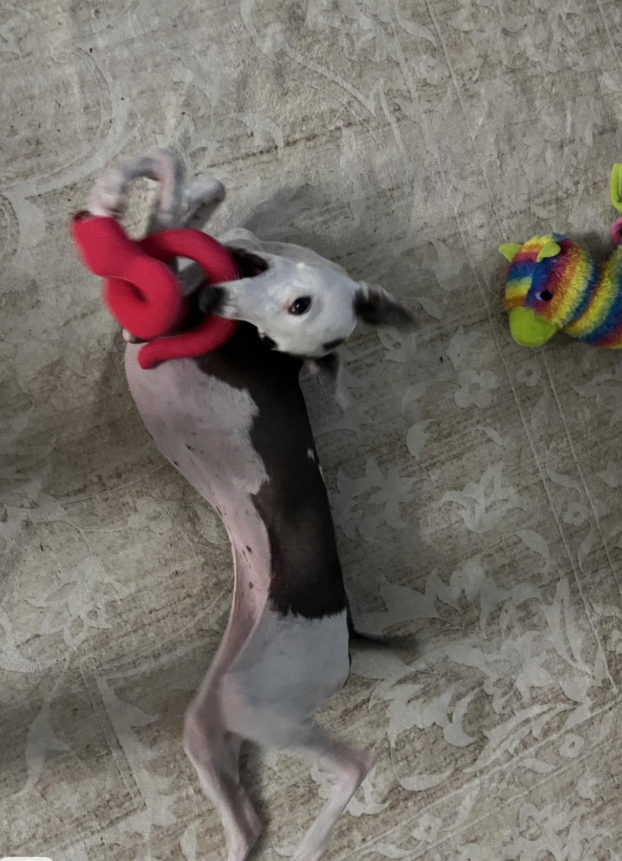 Enlarge Nettie - Katy TX, a Adoptable Italian Greyhound in Bellaire, TX image 2/6