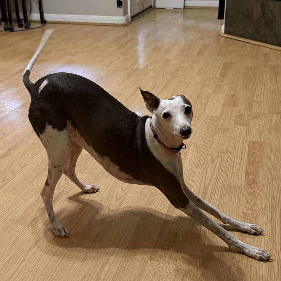Enlarge Nettie - Katy TX, a Adoptable Italian Greyhound in Bellaire, TX image 1/6