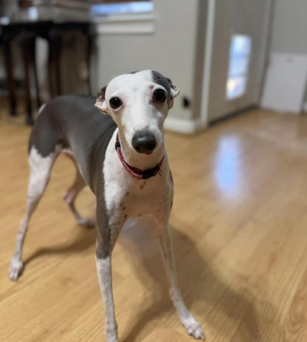 Enlarge Nettie - Katy TX, a Adoptable Italian Greyhound in Bellaire, TX image 5/6