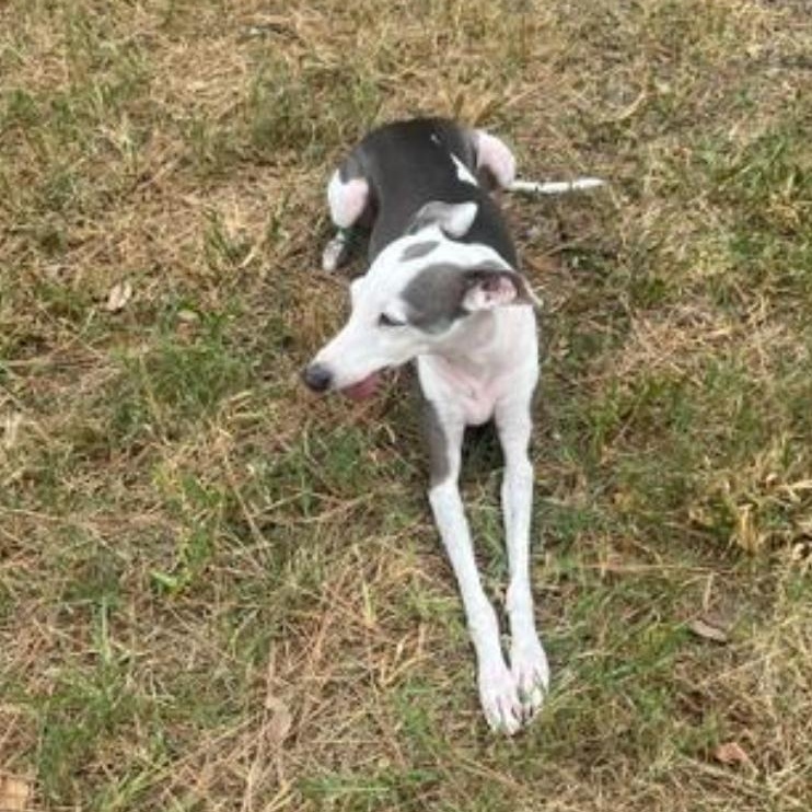 Enlarge Nettie - Katy TX, a Adoptable Italian Greyhound in Bellaire, TX image 3/6