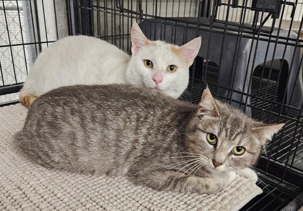 Enlarge Rose, a Adoptable mixed breed in Crystal City, MO image 1/1