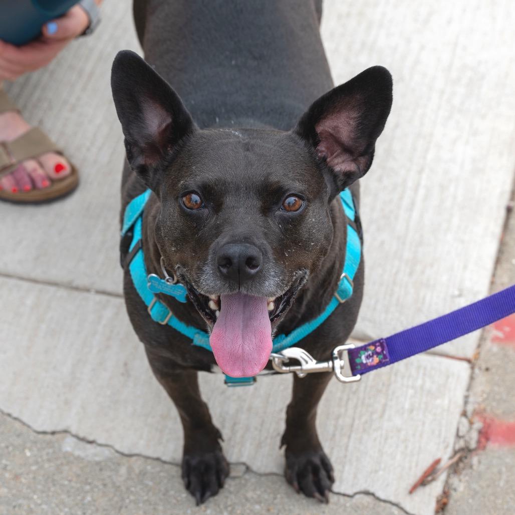 Violet, Adoptable, Senior Female Pit Bull Terrier & Black Labrador Retriever.