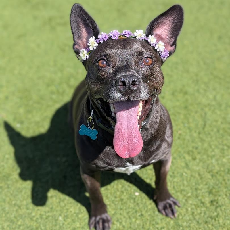 Violet, Adoptable, Senior Female Pit Bull Terrier & Black Labrador Retriever.