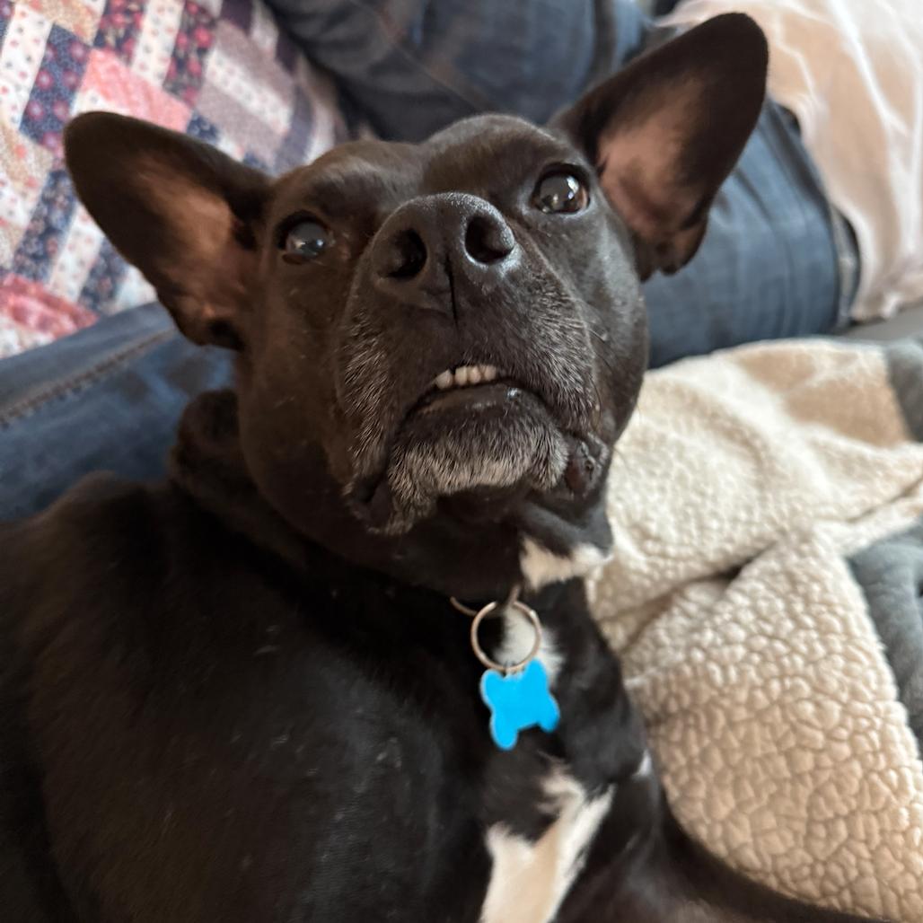 Enlarge Violet, a Adoptable Mixed Breed in Chicago, IL image 1/6