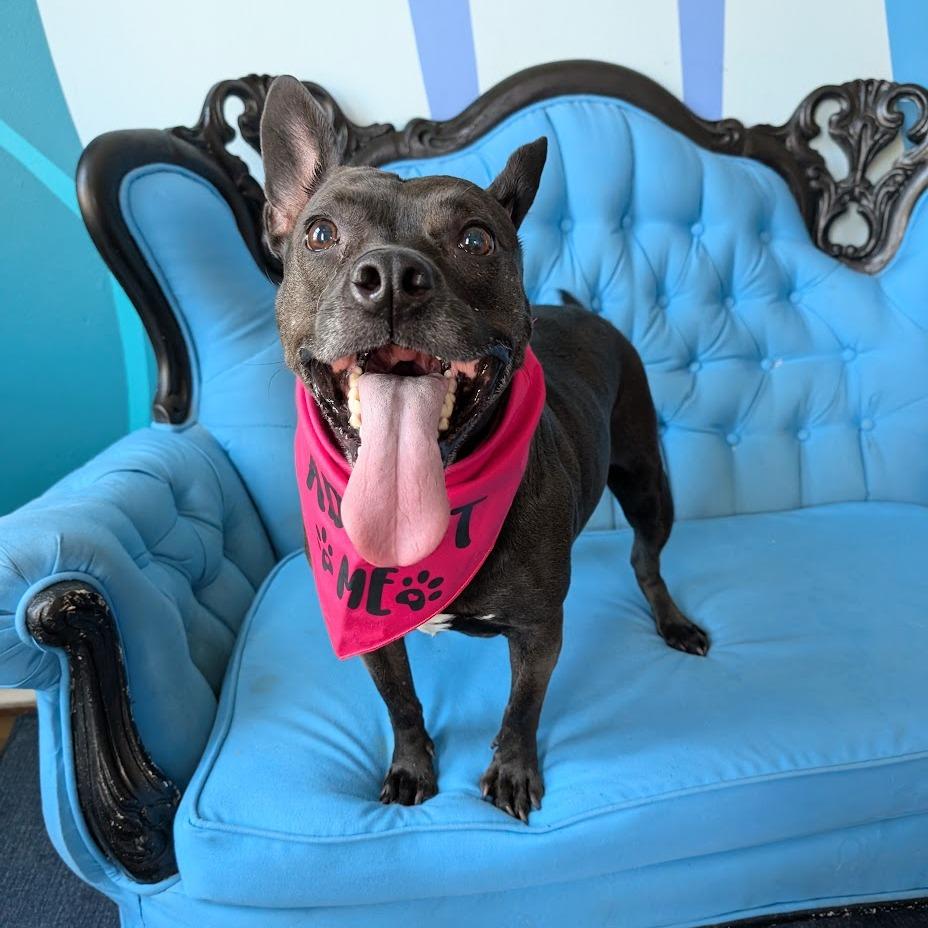 Enlarge Violet, a Adoptable Mixed Breed in Chicago, IL image 2/6