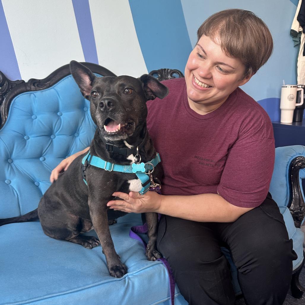 Enlarge Violet, a Adoptable Mixed Breed in Chicago, IL image 3/6