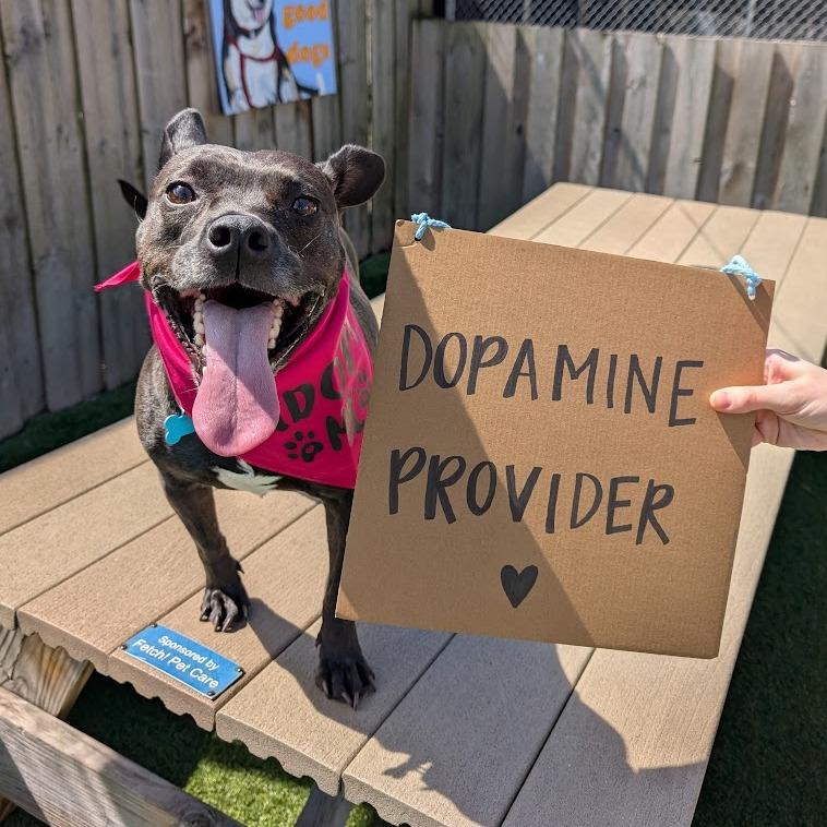 Enlarge Violet, a Adoptable Mixed Breed in Chicago, IL image 4/6