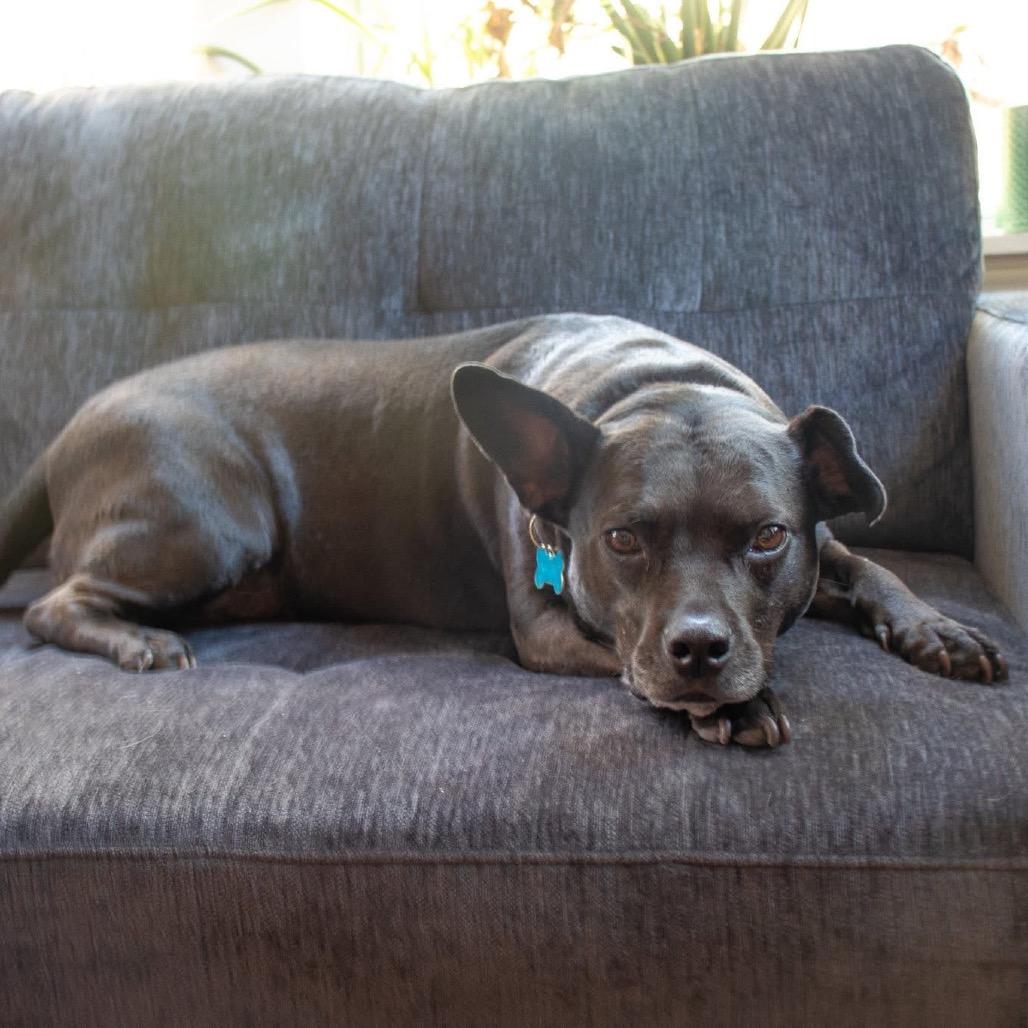 Violet, a Adoptable mixed breed in Chicago, IL image 4/6