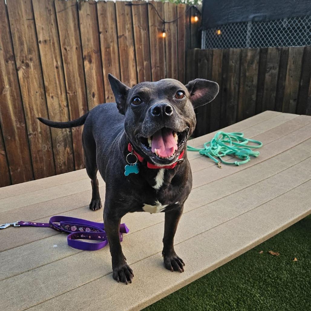 Violet, a Adoptable mixed breed in Chicago, IL image 5/6