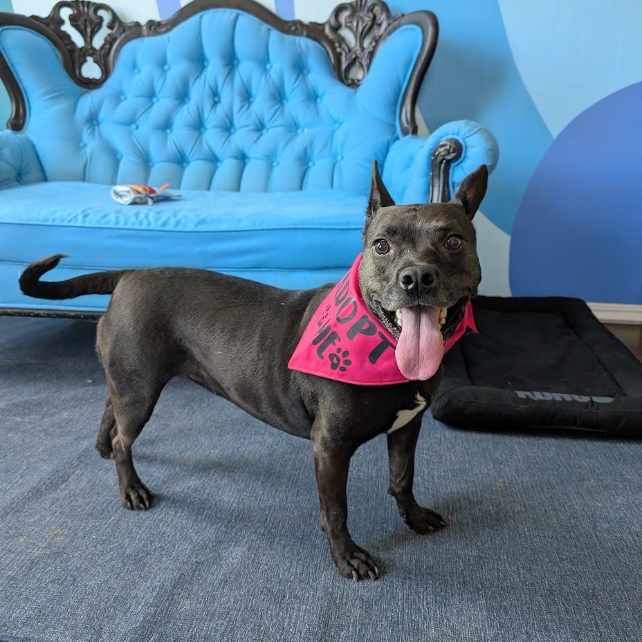 Enlarge Violet, a Adoptable Mixed Breed in Chicago, IL image 5/6