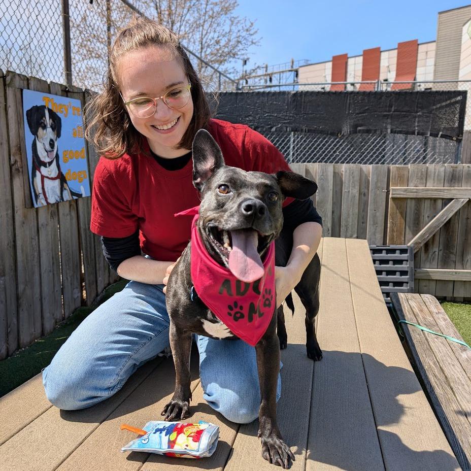 Enlarge Violet, a Adoptable Mixed Breed in Chicago, IL image 6/6
