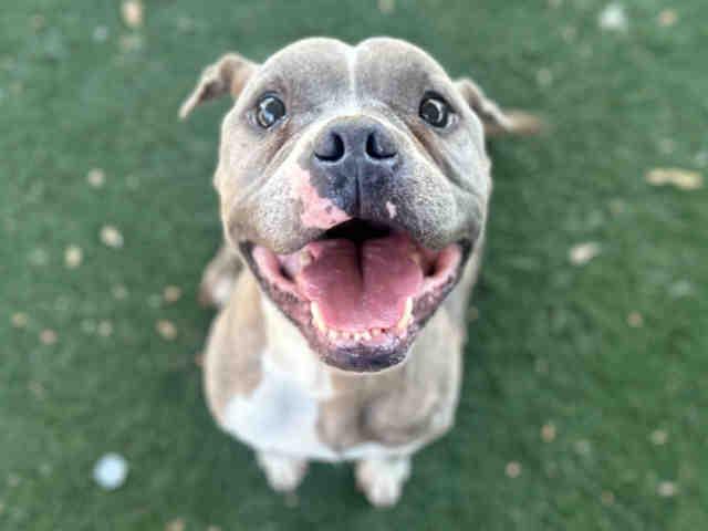 JUMBA, Adoptable, Adult Male Pit Bull Terrier.