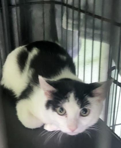 Babygirl, Adoptable, Young Female Domestic Short Hair.