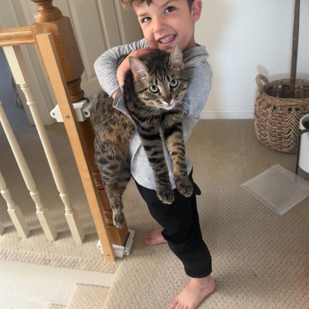 Enlarge Kylo, a Adoptable Domestic Short Hair in Los Angeles, CA image 1/6