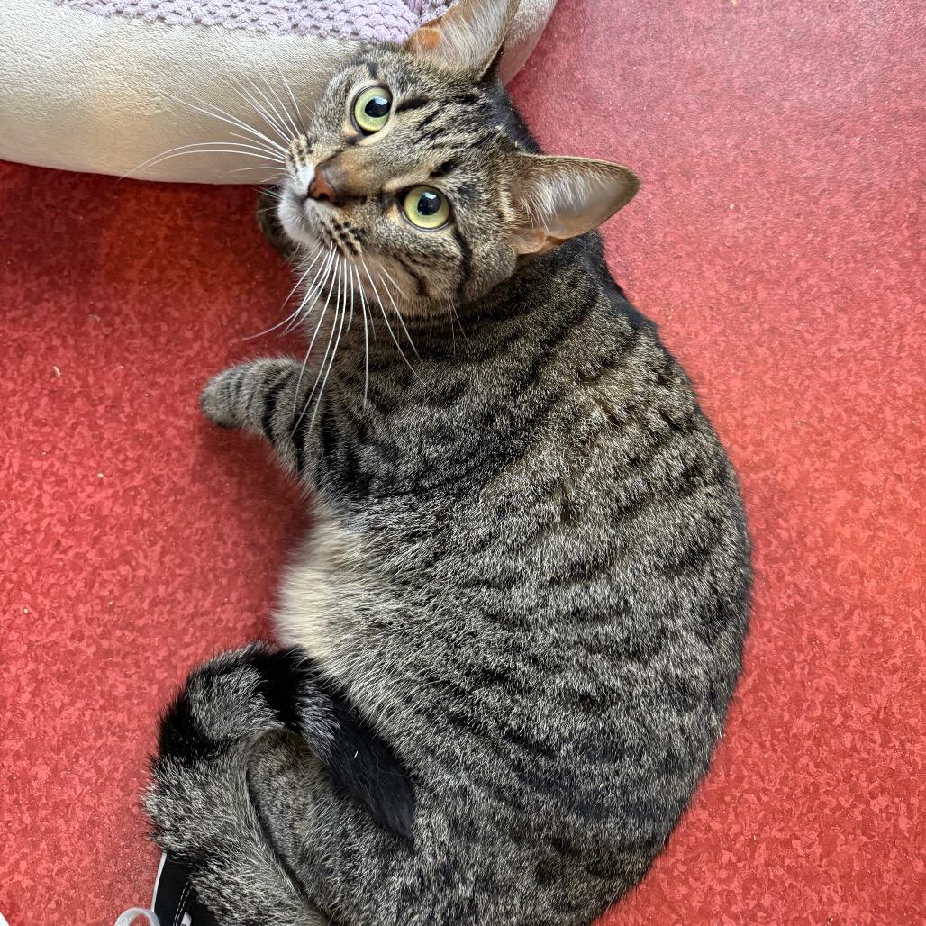 Enlarge Kylo, a Adoptable Domestic Short Hair in Los Angeles, CA image 1/6