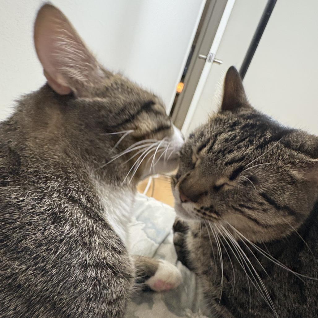 Enlarge Kylo, a Adoptable Domestic Short Hair in Los Angeles, CA image 2/6