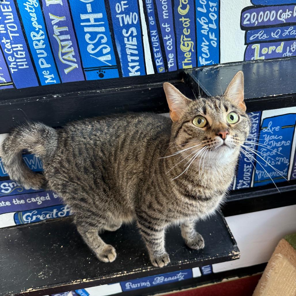 Enlarge Kylo, a Adoptable Domestic Short Hair in Los Angeles, CA image 3/6