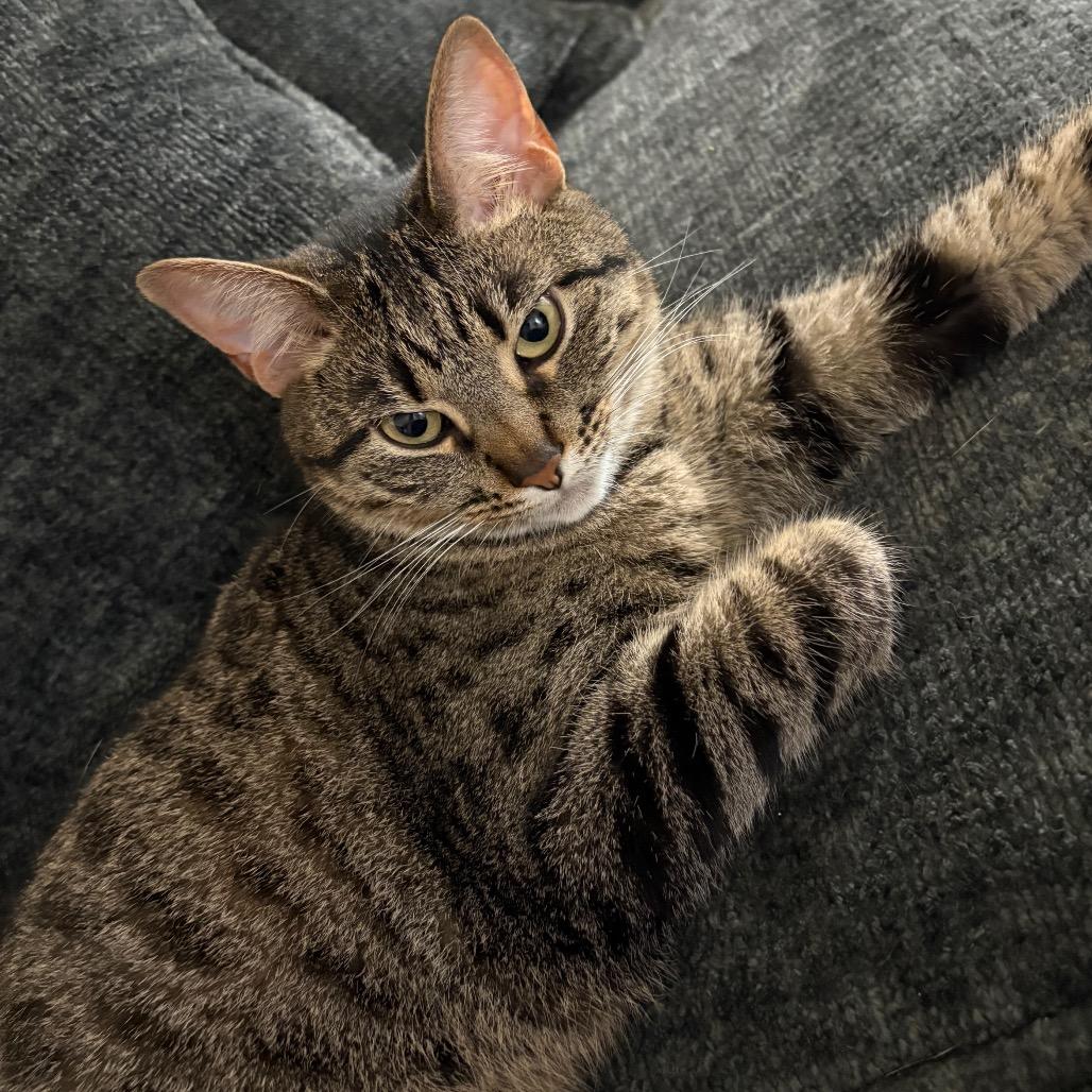 Enlarge Kylo, a Adoptable Domestic Short Hair in Los Angeles, CA image 4/6