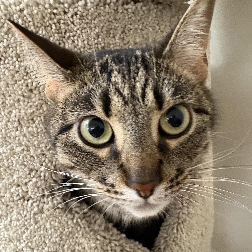 Enlarge Kylo, a Adoptable Domestic Short Hair in Los Angeles, CA image 5/6