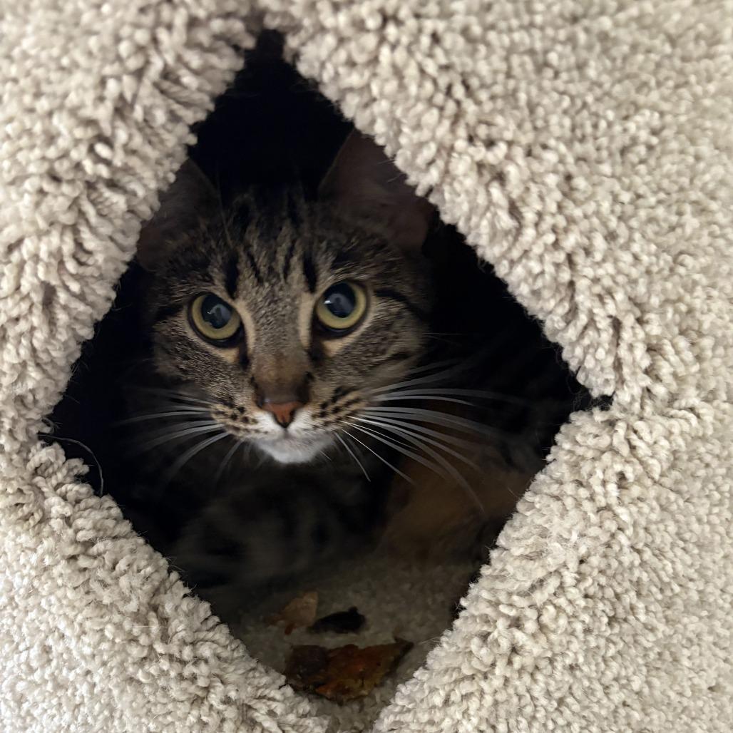 Enlarge Kylo, a Adoptable Domestic Short Hair in Los Angeles, CA image 6/6