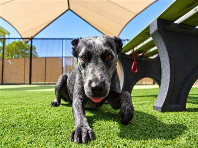 SAPPHIRE, Adoptable, Adult Female Australian Cattle Dog / Blue Heeler.