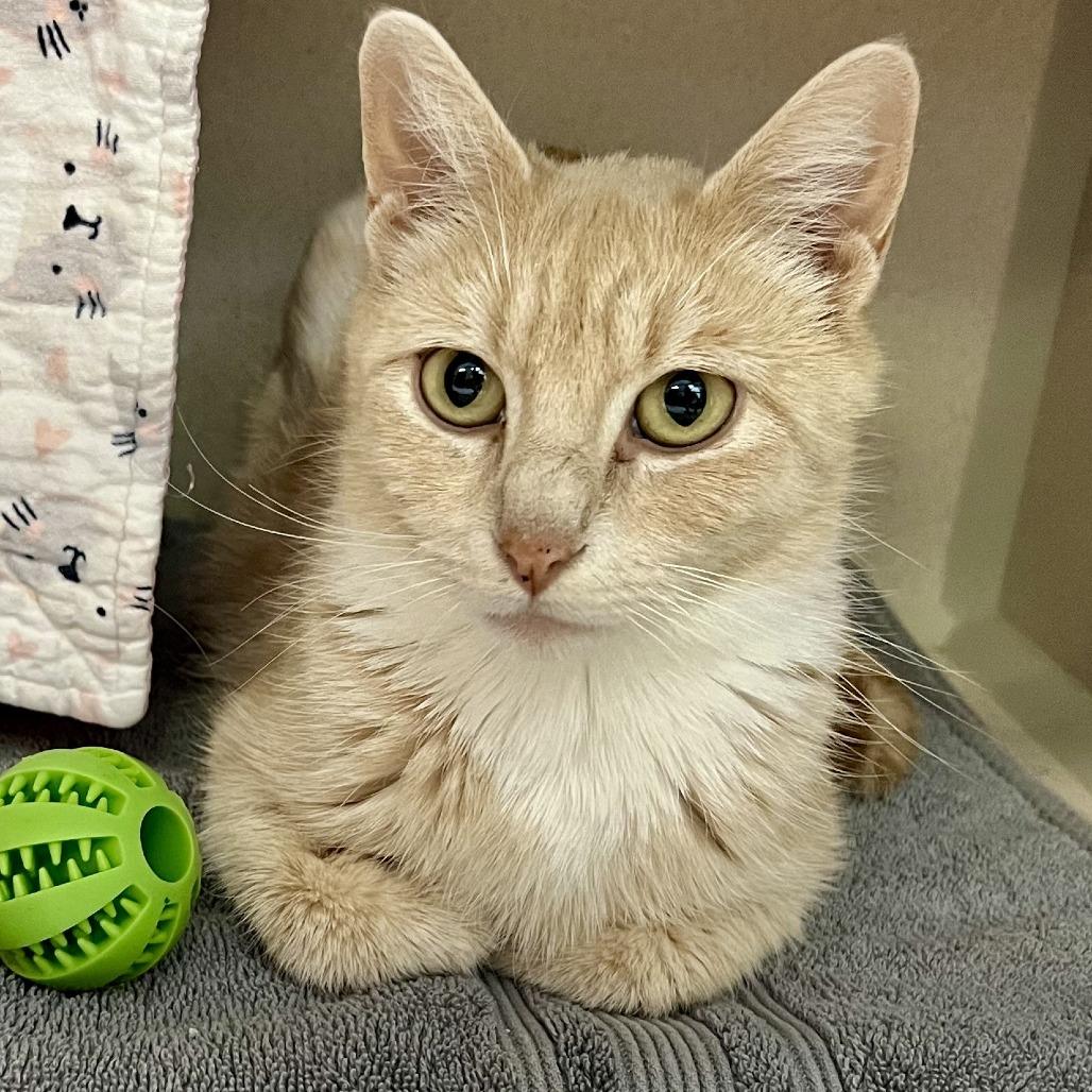 Birdie, Adoptable, Adult Female Domestic Short Hair.