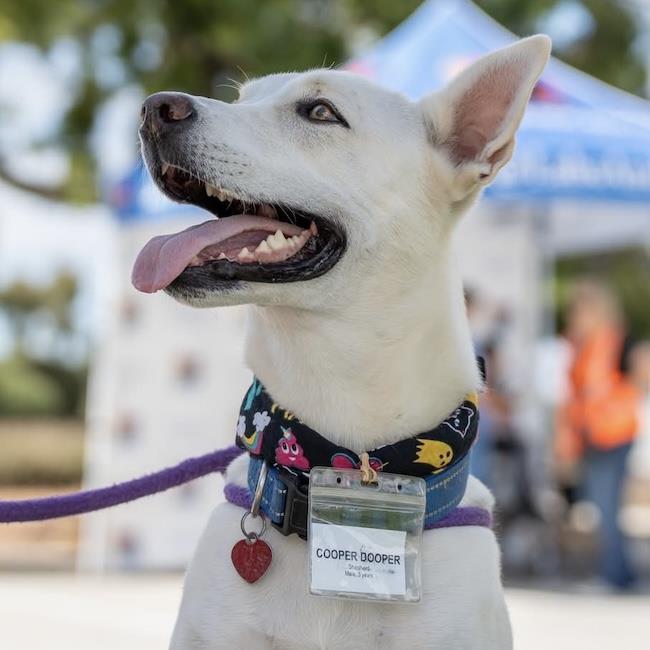 Enlarge Cooper Dooper, a Adoptable Shepherd in San Diego, CA image 1/3