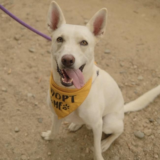 Enlarge Cooper Dooper, a Adoptable Shepherd in San Diego, CA image 2/3