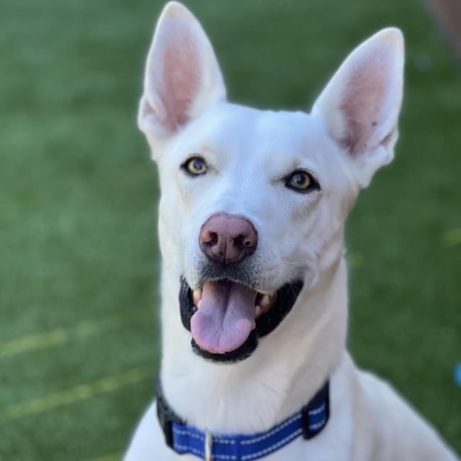 Enlarge Cooper Dooper, a Adoptable Shepherd in San Diego, CA image 1/3