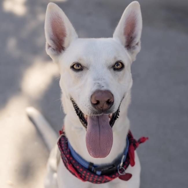 Enlarge Cooper Dooper, a Adoptable Shepherd in San Diego, CA image 2/3