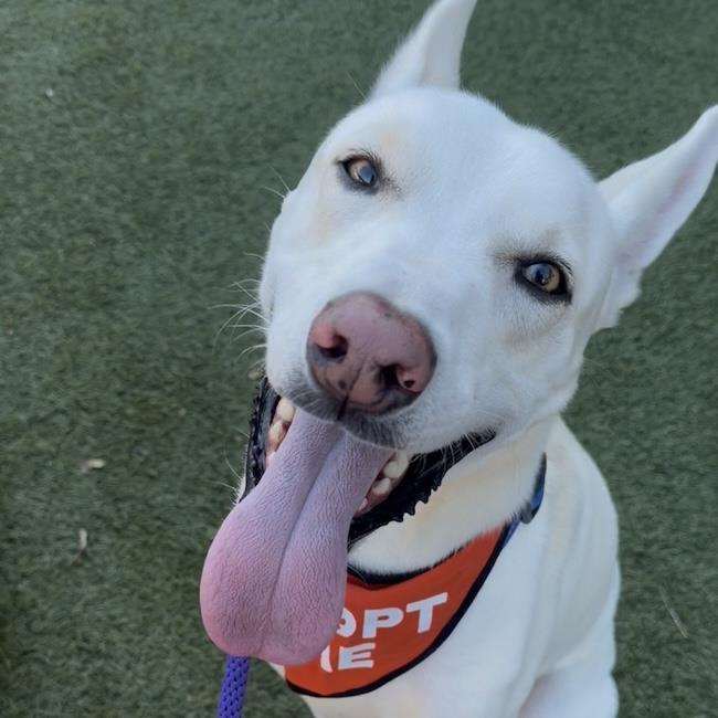 Enlarge Cooper Dooper, a Adoptable Shepherd in San Diego, CA image 3/3