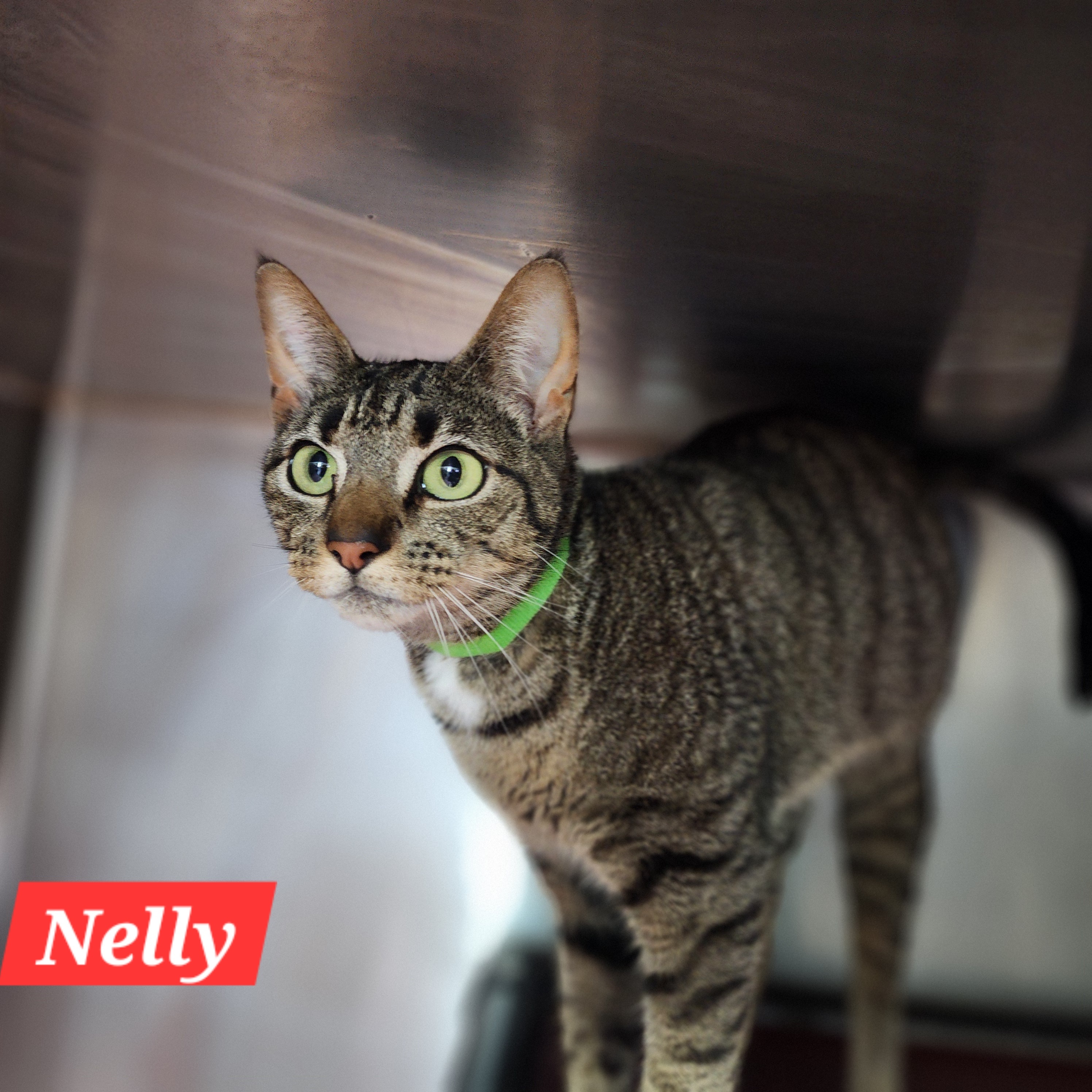 Nelly, an adopted Domestic Short Hair in Snow Hill, NC_image-1