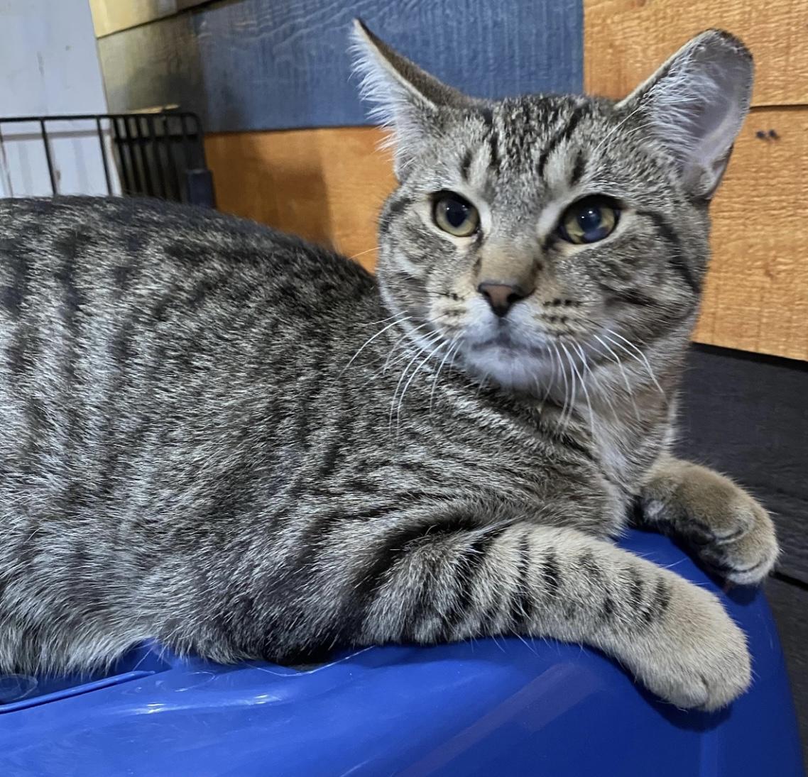 Mr. Tomcat, a Adoptable Domestic Short Hair in Port Washington, WI image 4/6