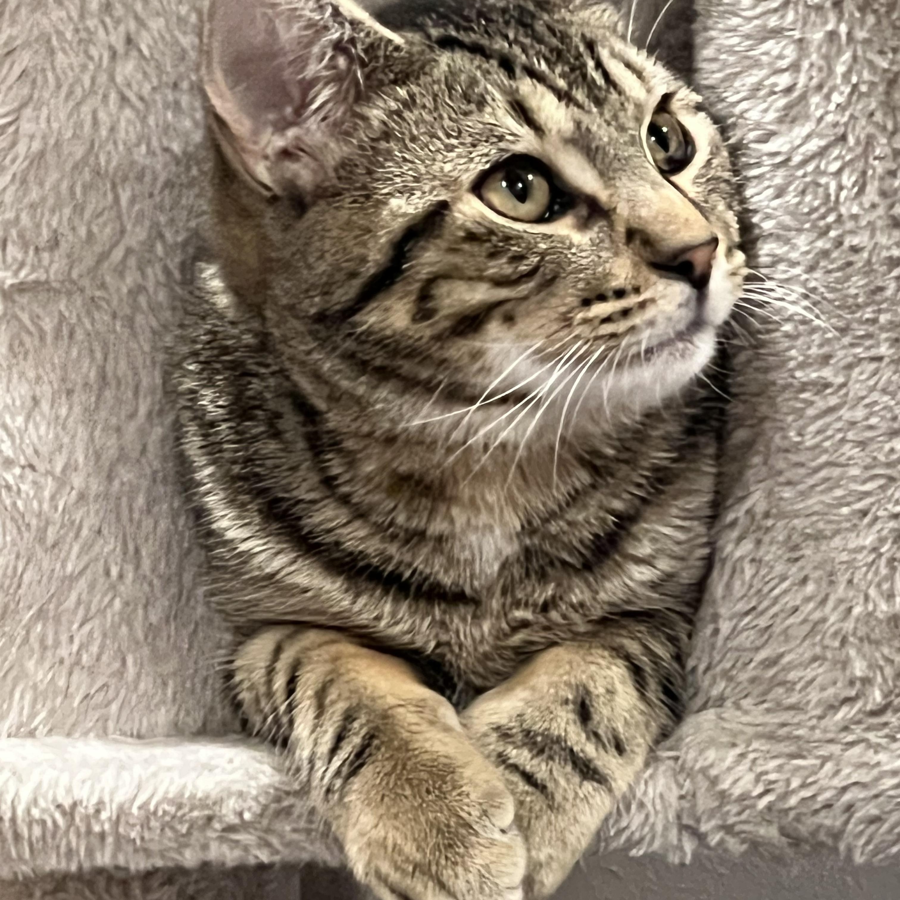 Mr. Tomcat, a Adoptable Domestic Short Hair in Port Washington, WI image 3/6